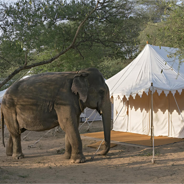 Dera Amer: Ethical Elephant Experiences