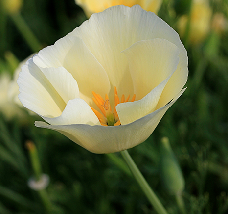 white flower suitable for bees